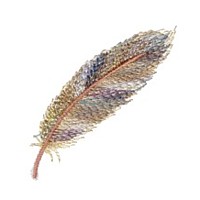 feather machine embroidery design for variegated thread multicolour multicoloured thread art pes hus dst needle passion embroidery npe