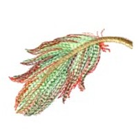 bird feather machine embroidery design for variegated thread art pes hus dst needle passion embroidery npe