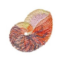 variegated seashell machine embroidery design sea shell