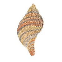 seashell machine embroidery design for variegated thread multicolor multicolour thread sea shell art pes hus dst needle passion embroidery npe