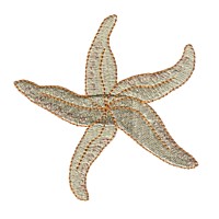 starfish star fish machine embroidery nautical maritime seaside beach sea design art pes hus dst needle passion embroidery npe